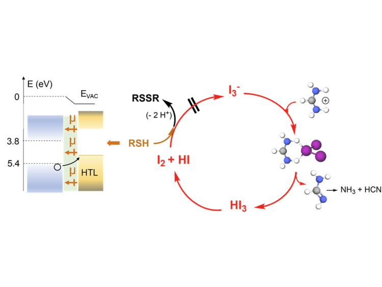“Triiodide attacks the organic cation in hybrid lead halide perovskites ...